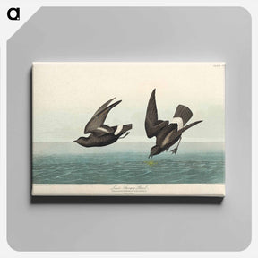 アートパネル-Least Stormy-Petrel
 - ジョン ジェームス オーデュボン Canvas.