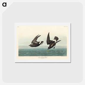 アートポストカード-Least Stormy-Petrel
 - ジョン ジェームス オーデュボン Postcard.