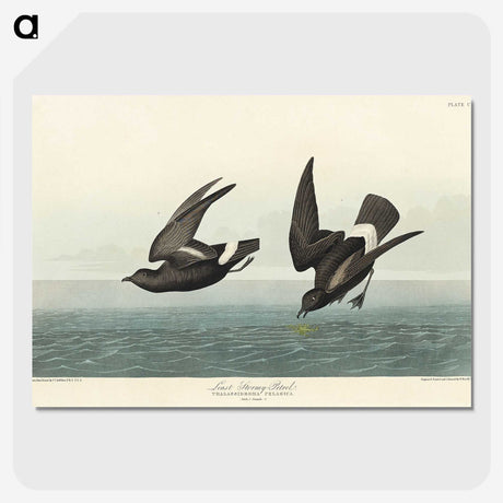 3-8_John-James-Audubon_picture-crop