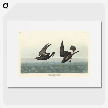 3-8_John-James-Audubon_picture