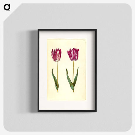 3-8_Maria-Sibylla-Merian_blk