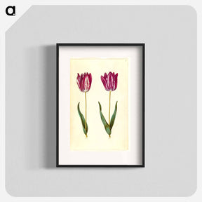 アートポスター-Tulipa gesneriana
 - マリア ジビーラ メーリアン Poster.