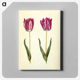 3-8_Maria-Sibylla-Merian_canvas