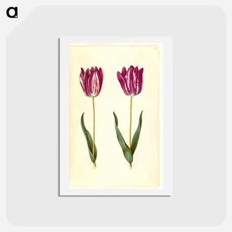 アートポストカード-Tulipa gesneriana
 - マリア ジビーラ メーリアン Postcard.