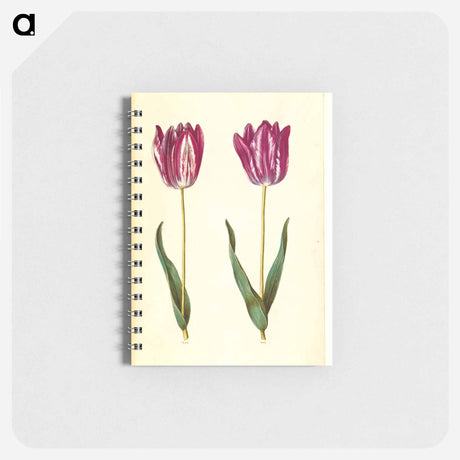 アートメモ帳-Tulipa gesneriana
 - マリア ジビーラ メーリアン Memo.