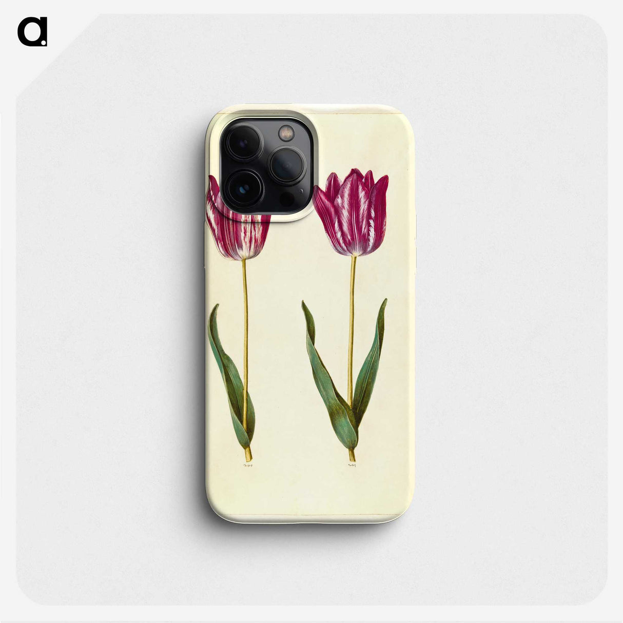 3-8_Maria-Sibylla-Merian_phone