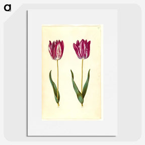 3-8_Maria-Sibylla-Merian_picture