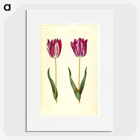 3-8_Maria-Sibylla-Merian_picture