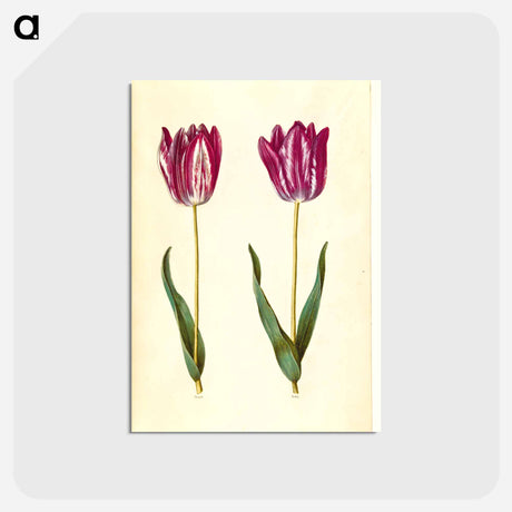 アートポストカード-Tulipa gesneriana
 - マリア ジビーラ メーリアン Postcard.