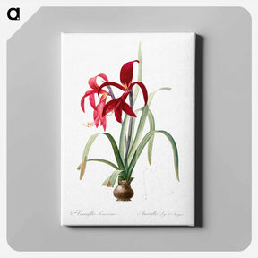 アートパネル-Sprekelia - ピエール ジョゼフ ルドゥーテ Canvas.