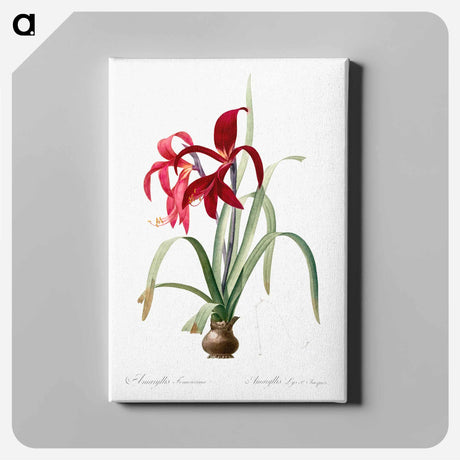 アートパネル-Sprekelia - ピエール ジョゼフ ルドゥーテ Canvas.