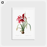 アートポストカード-Sprekelia - ピエール ジョゼフ ルドゥーテ Postcard.
