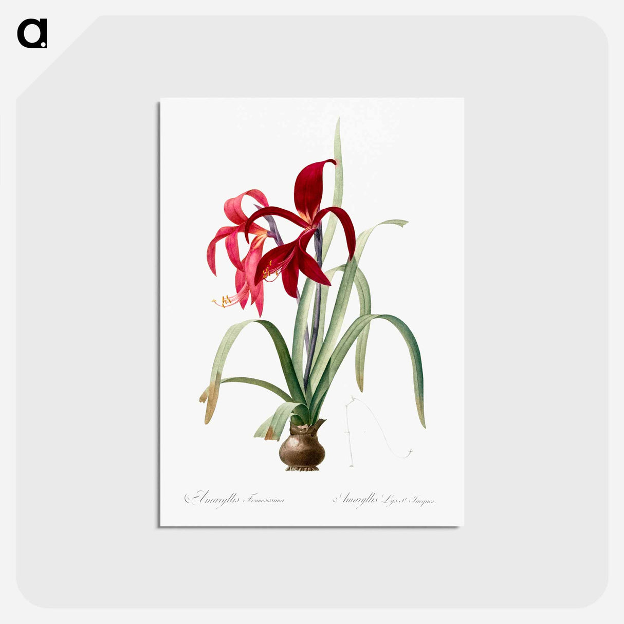 アートポストカード-Sprekelia - ピエール ジョゼフ ルドゥーテ Postcard.