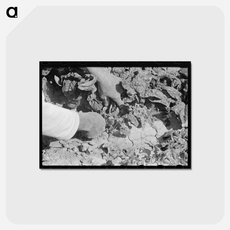 アートポストカード-Cutting Spinach, La Pryor, Texas
 - ラッセル リー Postcard.