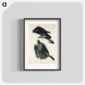 アートポスター-Labrador Falcon from Birds of America
 - アメリカの鳥たち Poster.