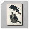 アートパネル-Labrador Falcon from Birds of America
 - アメリカの鳥たち Canvas.