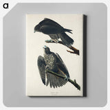 アートパネル-Labrador Falcon from Birds of America
 - アメリカの鳥たち Canvas.