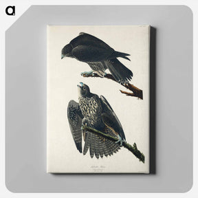 アートパネル-Labrador Falcon from Birds of America
 - アメリカの鳥たち Canvas.