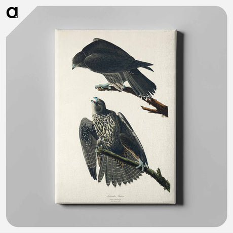 アートパネル-Labrador Falcon from Birds of America
 - アメリカの鳥たち Canvas.