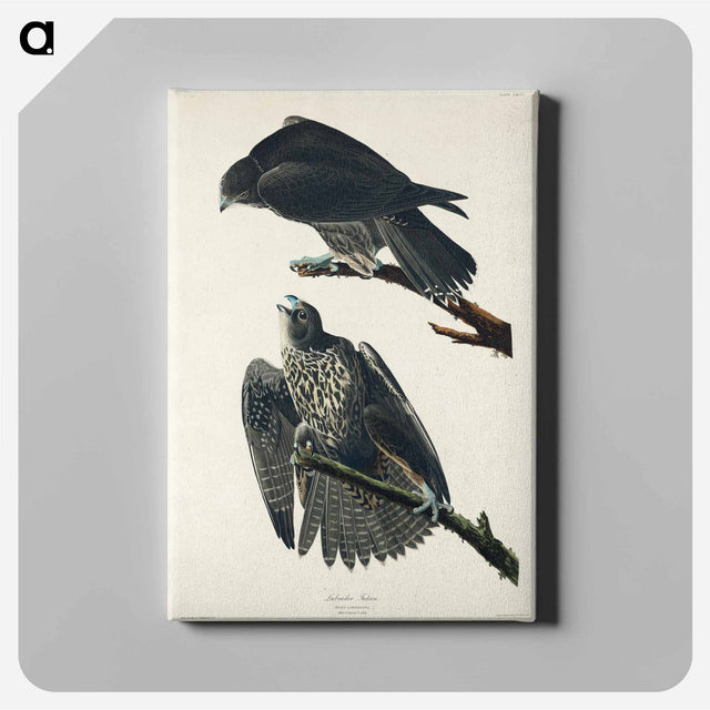 アートパネル-Labrador Falcon from Birds of America
 - アメリカの鳥たち Canvas.