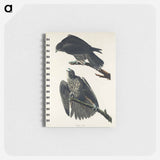 アートメモ帳-Labrador Falcon from Birds of America
 - アメリカの鳥たち Memo.