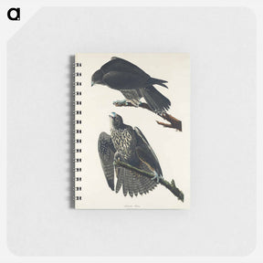 アートメモ帳-Labrador Falcon from Birds of America
 - アメリカの鳥たち Memo.