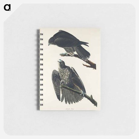 アートメモ帳-Labrador Falcon from Birds of America
 - アメリカの鳥たち Memo.
