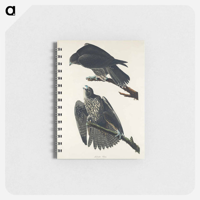 アートメモ帳-Labrador Falcon from Birds of America
 - アメリカの鳥たち Memo.