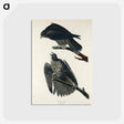 アートポストカード-Labrador Falcon from Birds of America
 - アメリカの鳥たち Postcard.