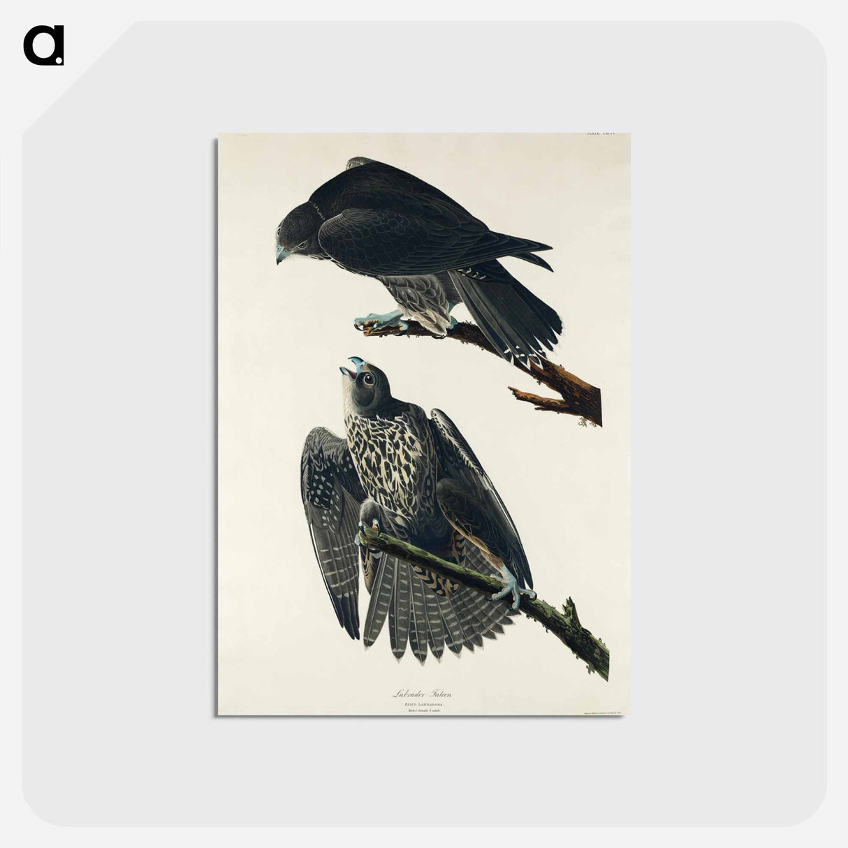 アートポストカード-Labrador Falcon from Birds of America
 - アメリカの鳥たち Postcard.