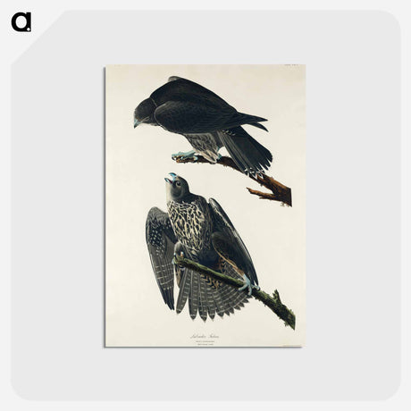 アートポストカード-Labrador Falcon from Birds of America
 - アメリカの鳥たち Postcard.