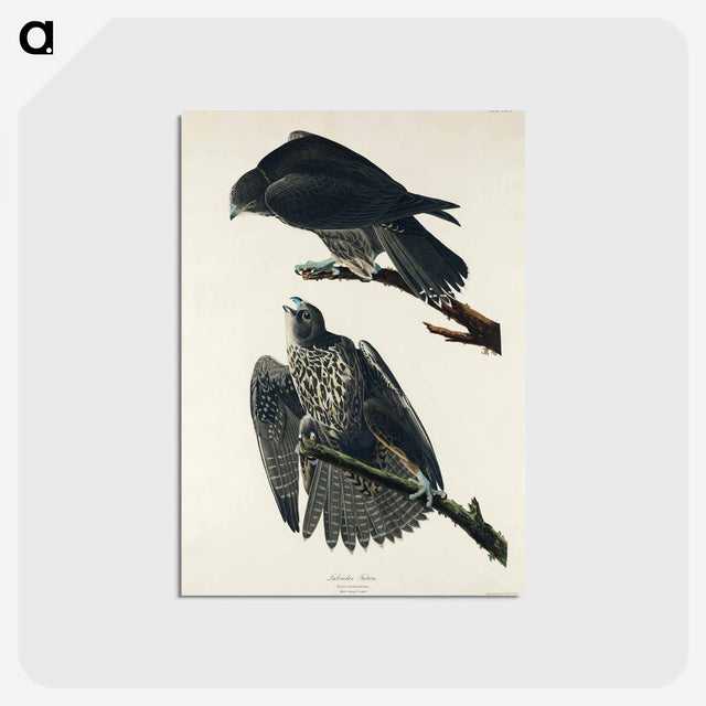 アートポストカード-Labrador Falcon from Birds of America
 - アメリカの鳥たち Postcard.