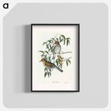 アートポスター-New South Wales Oriole
 - オーストラリアの鳥 Poster.