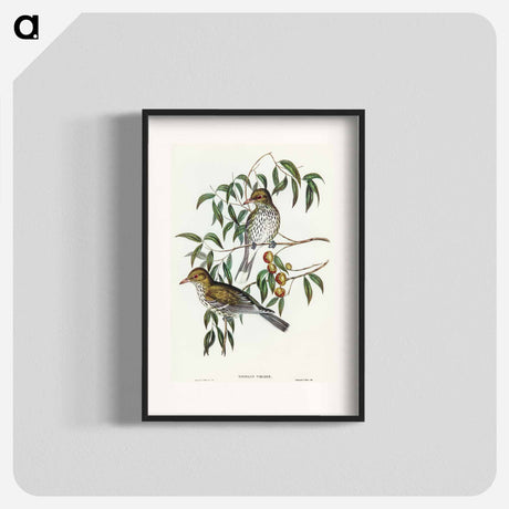 アートポスター-New South Wales Oriole
 - オーストラリアの鳥 Poster.