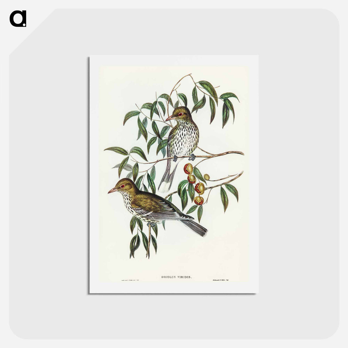 アートポストカード-New South Wales Oriole
 - オーストラリアの鳥 Postcard.