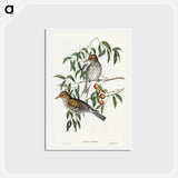 アートポストカード-New South Wales Oriole
 - オーストラリアの鳥 Postcard.