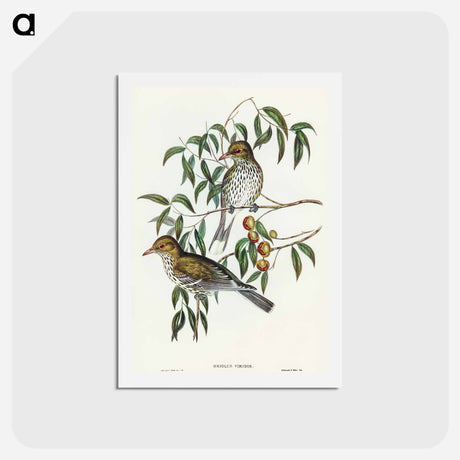 アートポストカード-New South Wales Oriole
 - オーストラリアの鳥 Postcard.