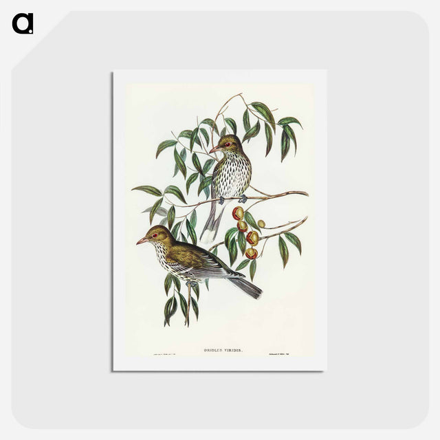 アートポストカード-New South Wales Oriole
 - オーストラリアの鳥 Postcard.