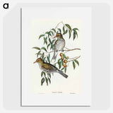 アートポスター-New South Wales Oriole
 - オーストラリアの鳥 Poster.