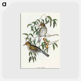 アートポストカード-New South Wales Oriole
 - オーストラリアの鳥 Postcard.