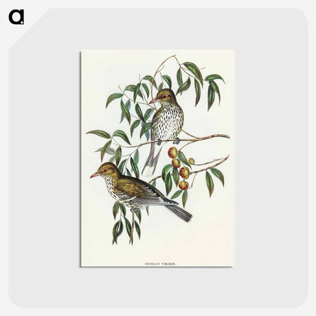 アートポストカード-New South Wales Oriole
 - オーストラリアの鳥 Postcard.