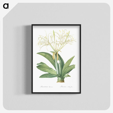 3-8_The-Lilies_blk-crop