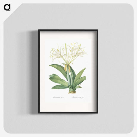 3-8_The-Lilies_blk