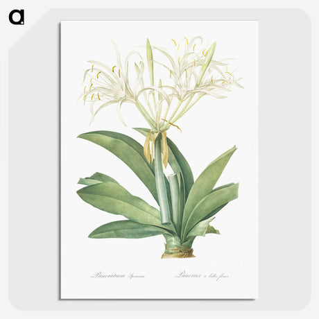 3-8_The-Lilies_picture-crop