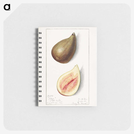 3-8_USDA-Watercolor-Fruit-Painting-Collection_memo