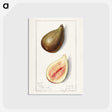 3-8_USDA-Watercolor-Fruit-Painting-Collection_postcard
