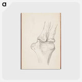 アートポストカード-(unknown) part of a sketchbook - アルバート エーデルフェルト Postcard.