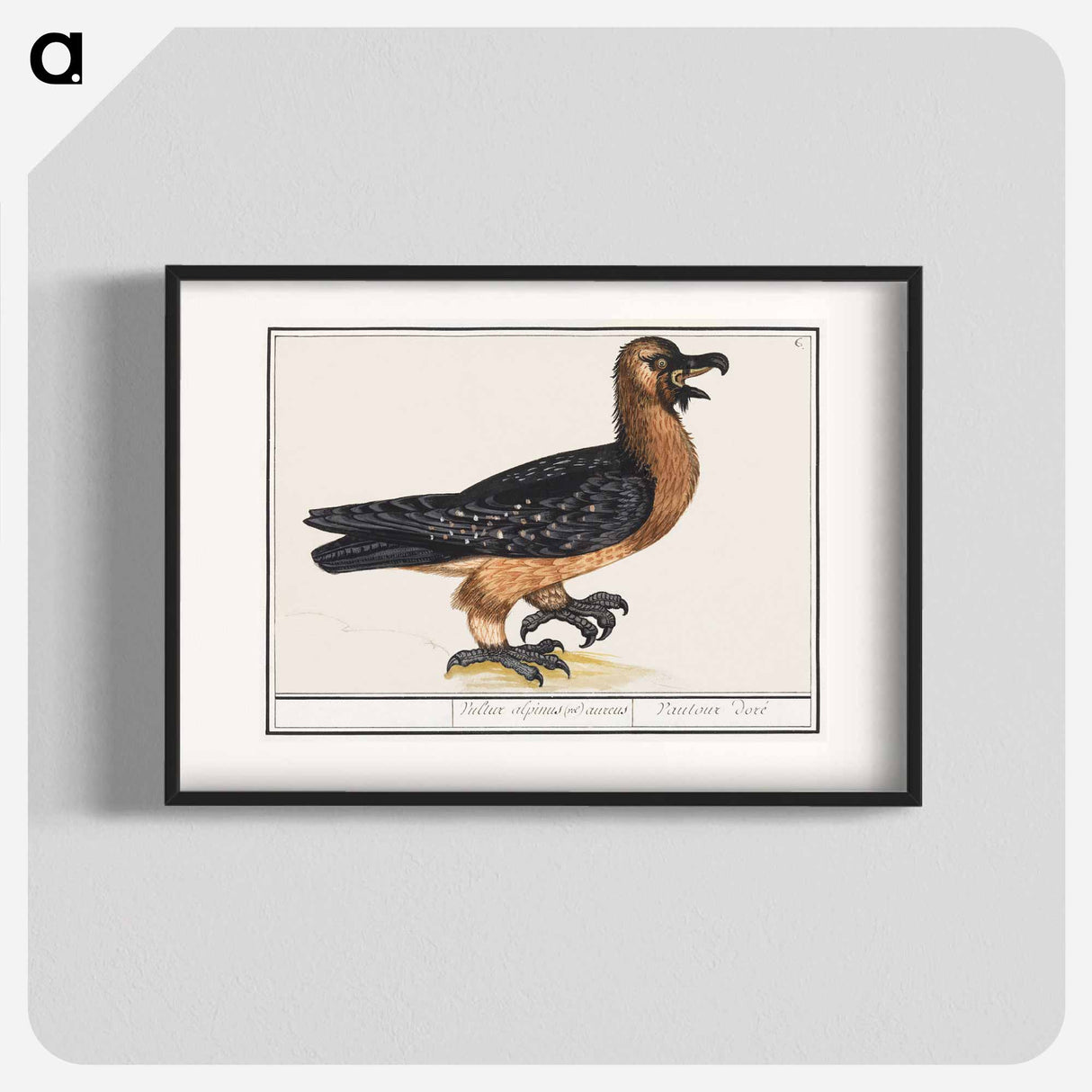 Bearded vulture - アンセルムス ボエティウス デ ブート Poster.