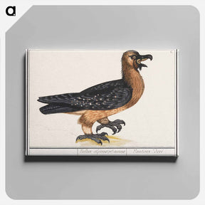 アートパネル-Bearded vulture - アンセルムス ボエティウス デ ブート Canvas.