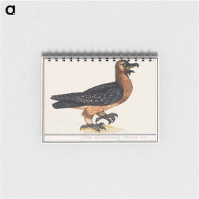 アートメモ帳-Bearded vulture - アンセルムス ボエティウス デ ブート Memo.